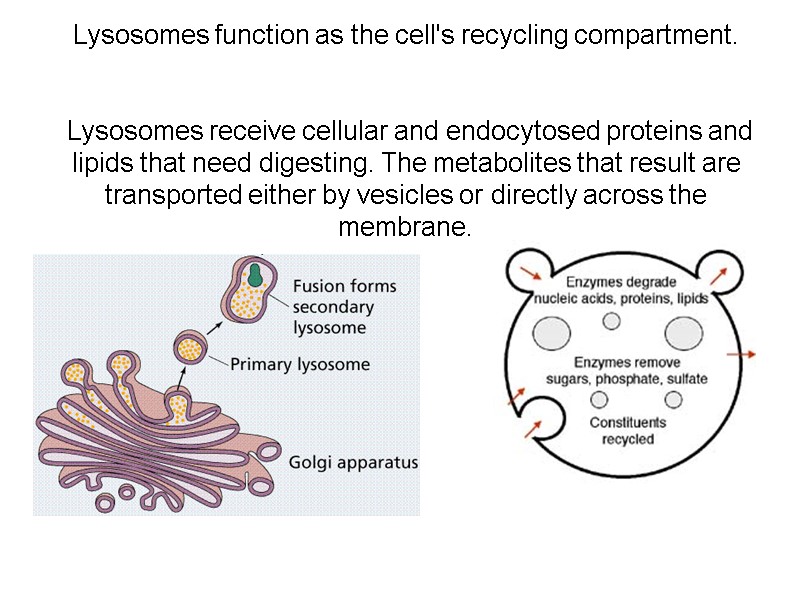 Lysosomes function as the cell's recycling compartment.    Lysosomes receive cellular and